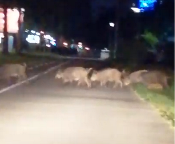 Divlje svinje prošetale kroz našu prestonicu (video)