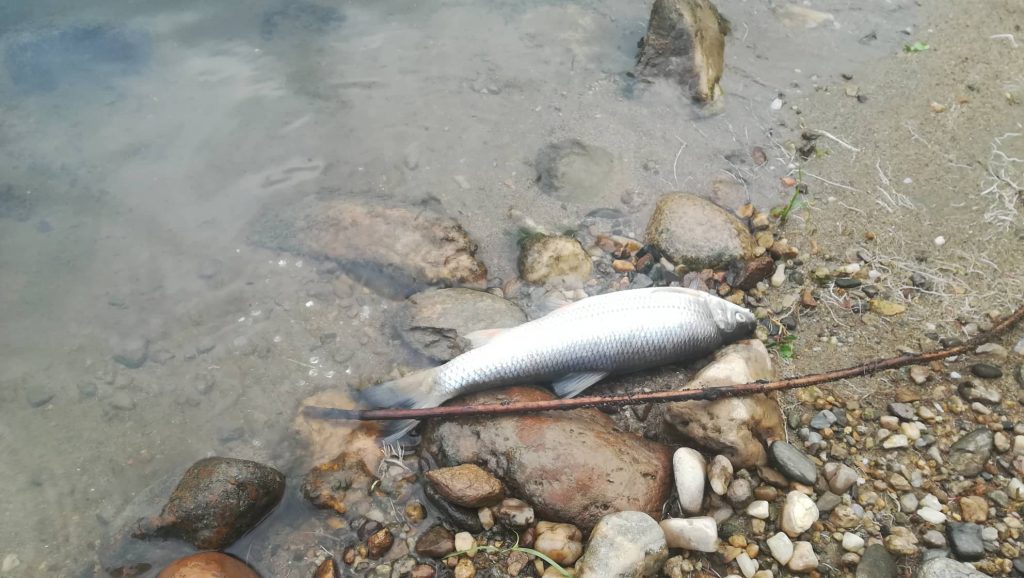 Novo trovanje i pomor riba u Veternici i Južnoj Moravi