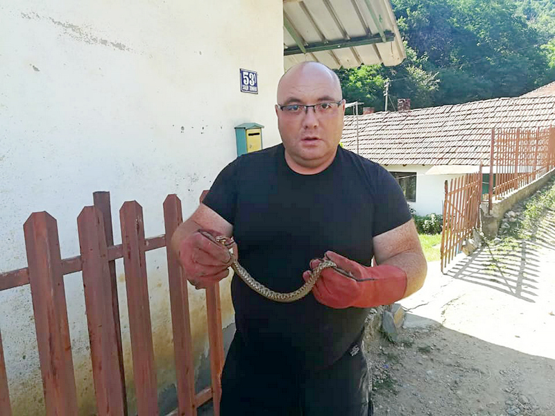 Opasna evropska zmija pronađena pored kuće