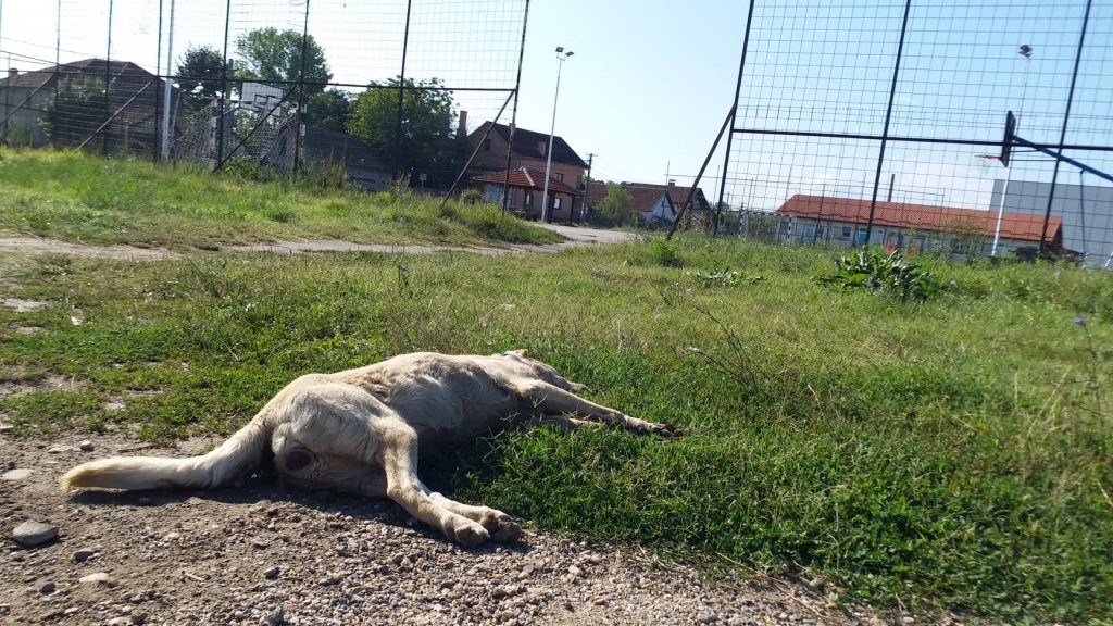 Nastavlja se masovno trovanje životinja u naselju Kumalak