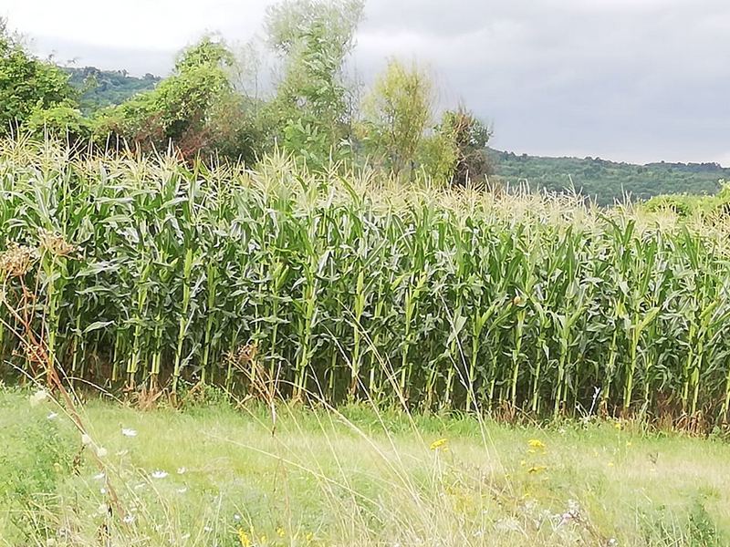 Za setvu kukuruza sačekati toplije zemljište, savetuju iz PSSS Leskovac