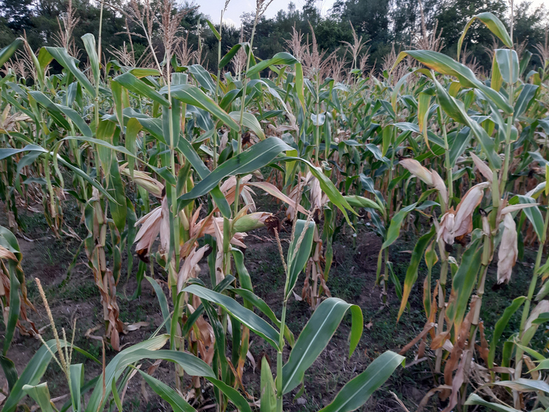 Suša opustošila rod kukuruza