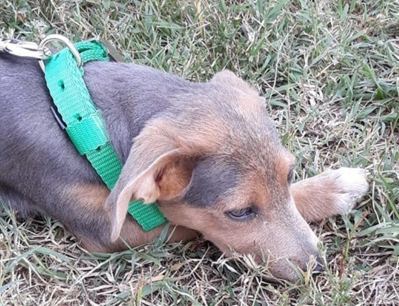 Masovno trovanje pasa, na ulici ovog grada ih živi preko hiljadu