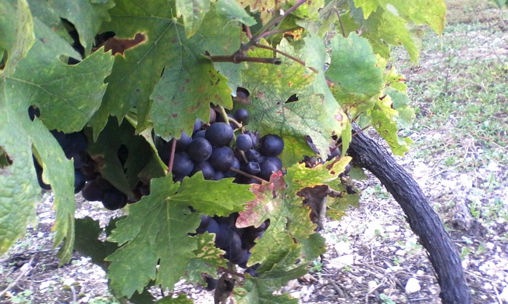Očekuje se dobar rod grožđa u Jablaničkom okrugu
