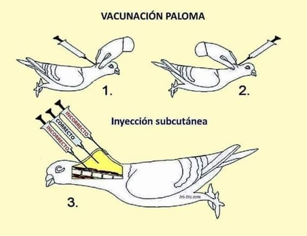 Sve o nezi i prevenciji na savetovanju golubara