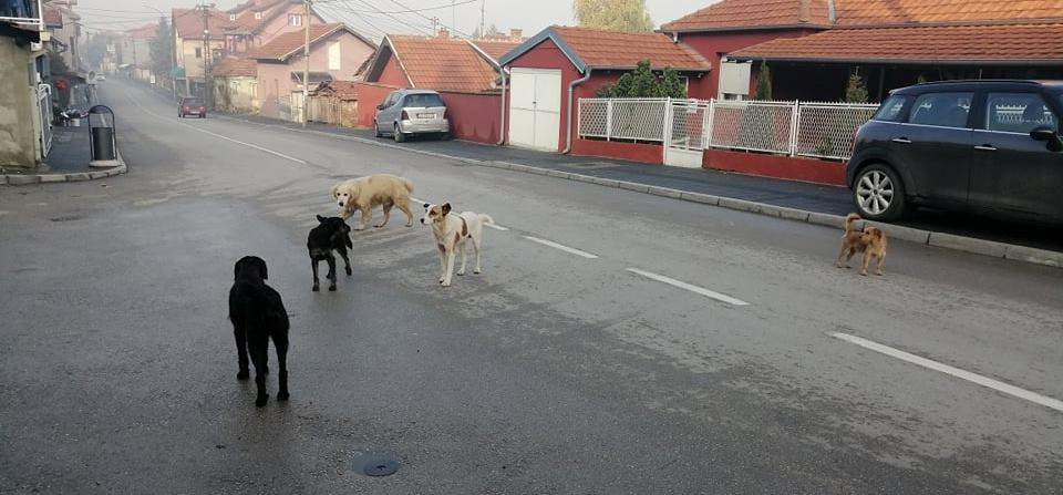 Na ulicama sve više napuštenih vlasničkih pasa