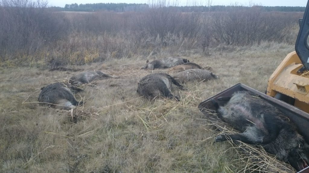 Epidemija afričke kuge divljih svinja u Pirotu i Dimitrovgradu