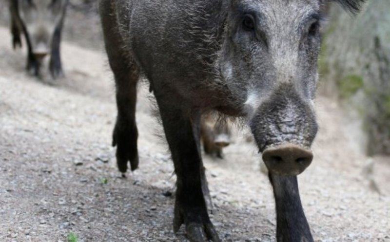Divlje svinje zaražene afričkom kugom u niškom kraju