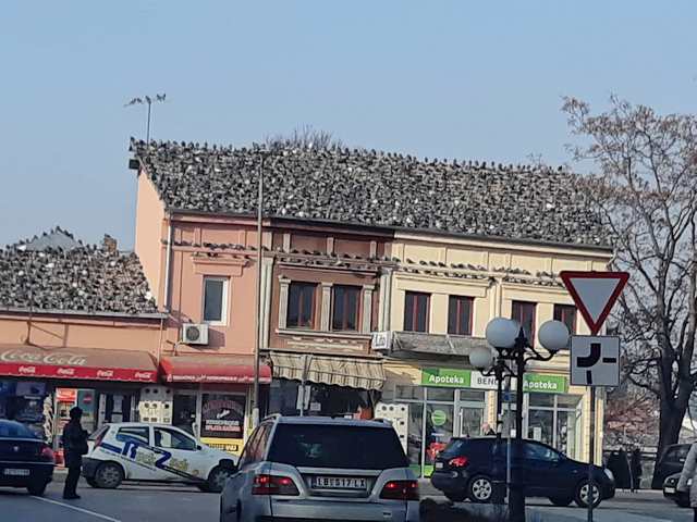 Najinteligentnije ptice na planeti naselile Leskovac (foto priča)
