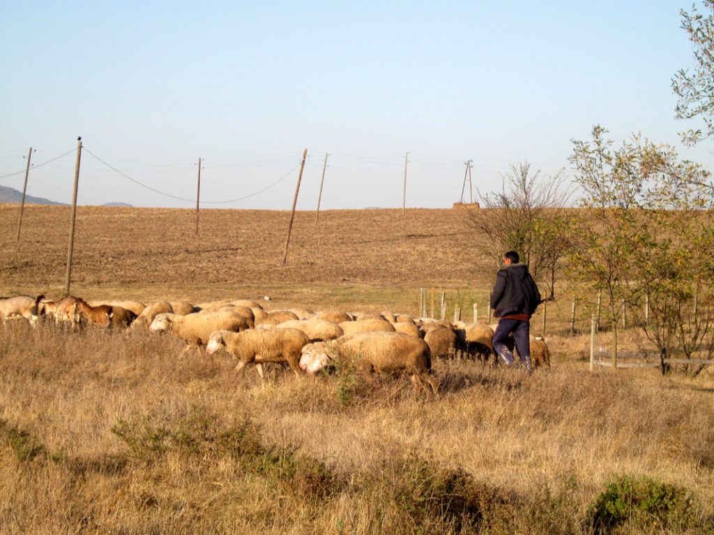 Na vranjskim farmama ovaca zabeležen veći broj grla