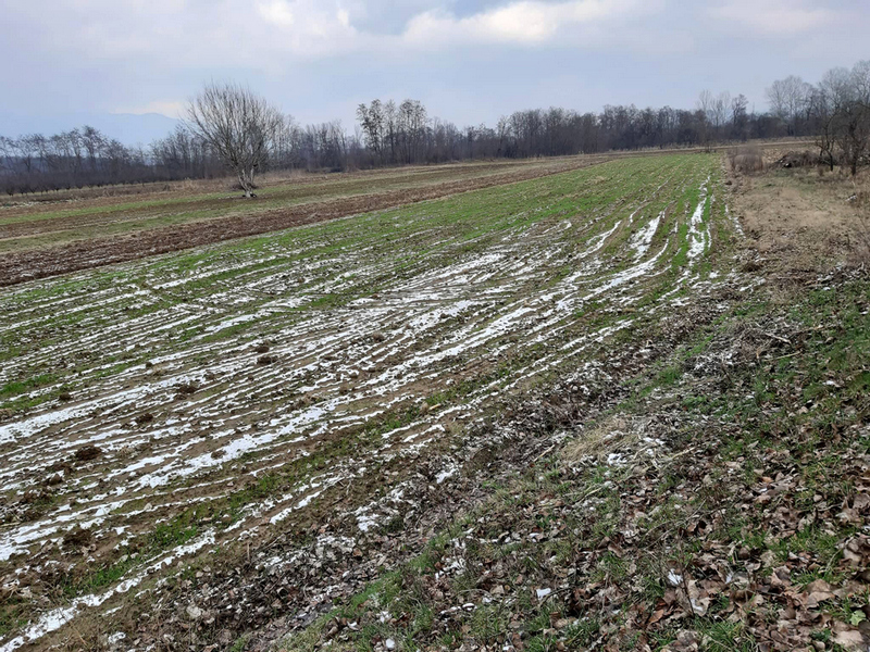 PSSS Leskovac: Pravo vreme za prihranu pšenice i drugih ozimih useva