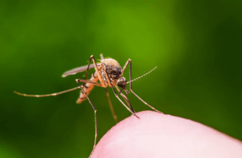 Zaprašivanje protiv komaraca u Leskovcu od ponedeljka