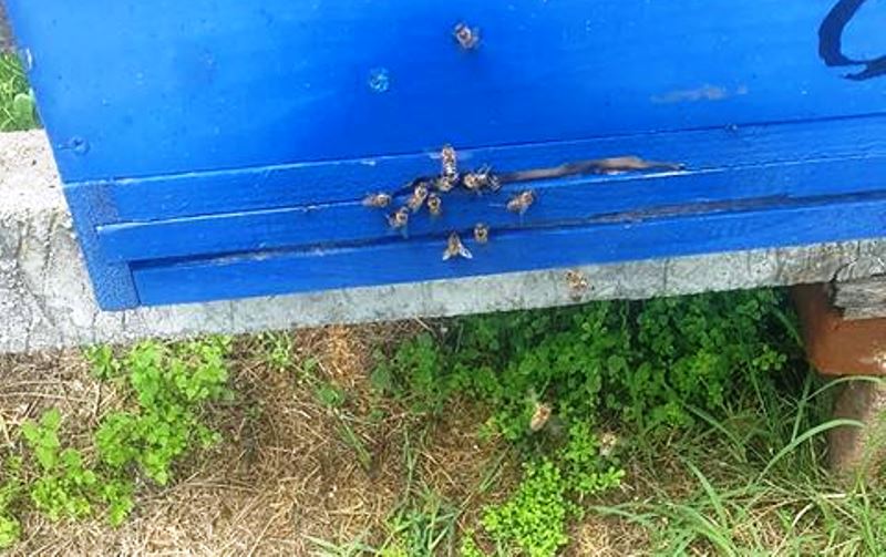 Pomor pčela u leskovačkom kraju