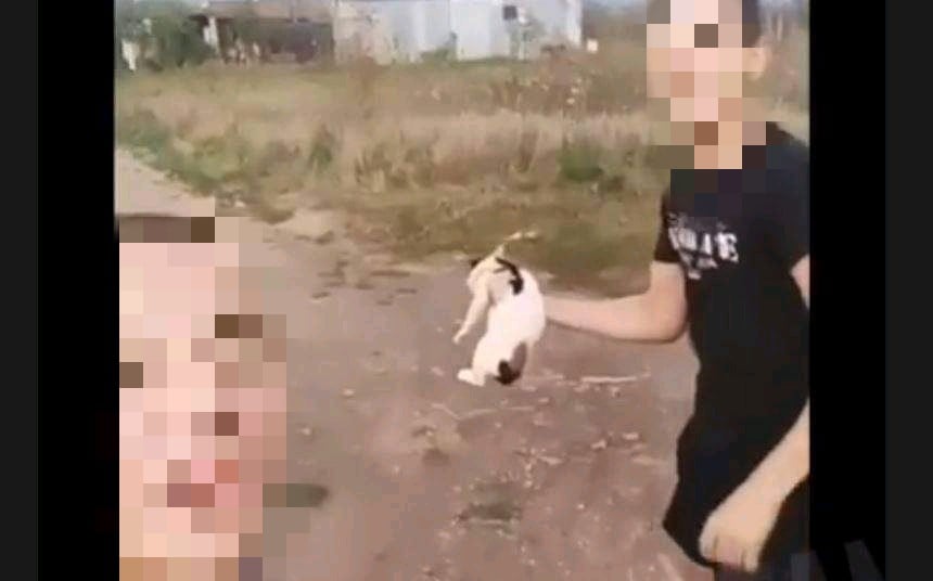 Mladići iz Leskovca mučki ubili mačku, sve to snimili kamerom i hvalili se po društvenim mrežama