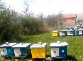 Ukrali 11 košnica sa pčelama vrednosti oko 200.000 dinara