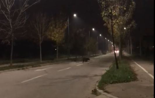Krdo divljih svinja projurilo kroz Leskovac – VIDEO