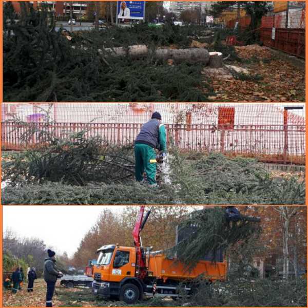 PZP: Ne secite nam kedrove, bez njih će nas vetrovi oduvati