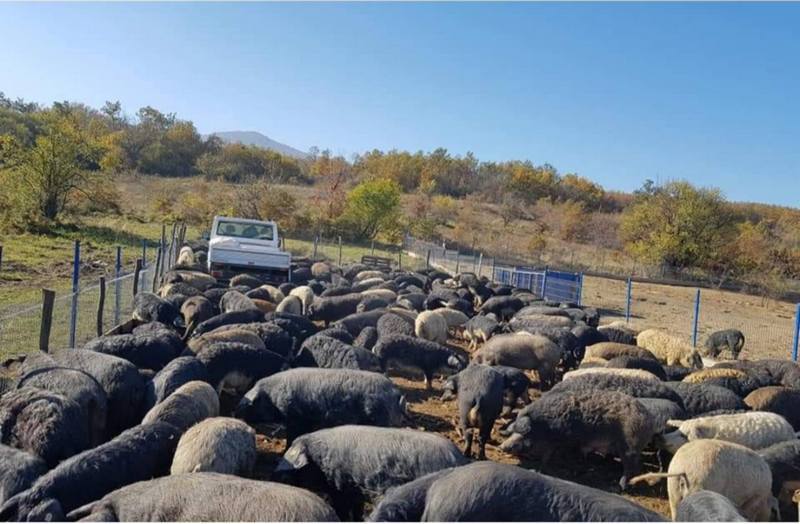 U Nišavskom okrugu svinje obolele od afričke kuge