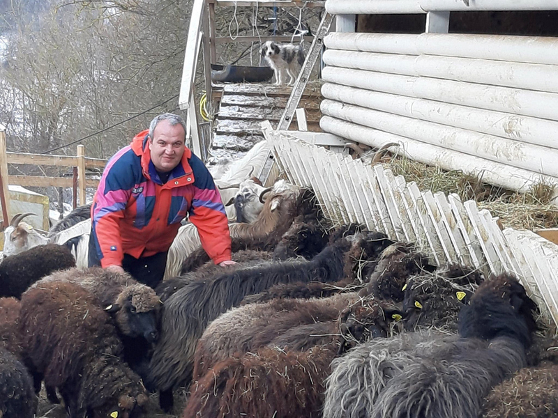 Na svom imanju u etno selu, Nenad počeo probnu proizvodnju sira od Buše