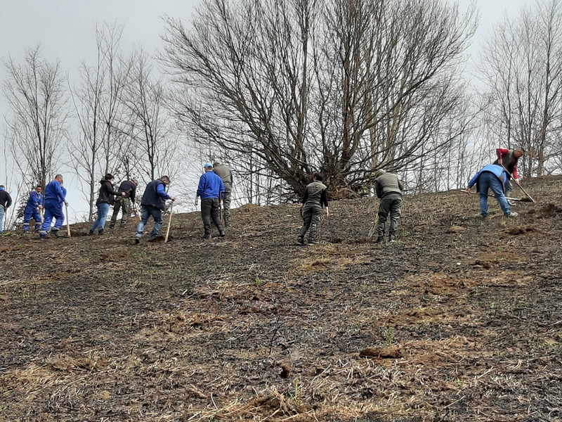 Predstavnici “Vlasinke” i “Srbijašume” zasadili 500 stabala smrče u Surdulici