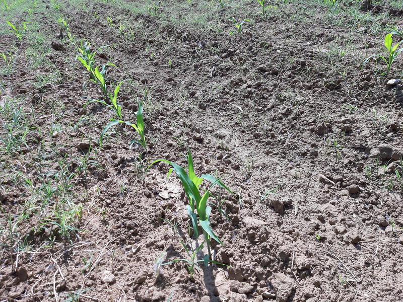 Poljoprovredna služba: Zaštitite kukuruz od korova