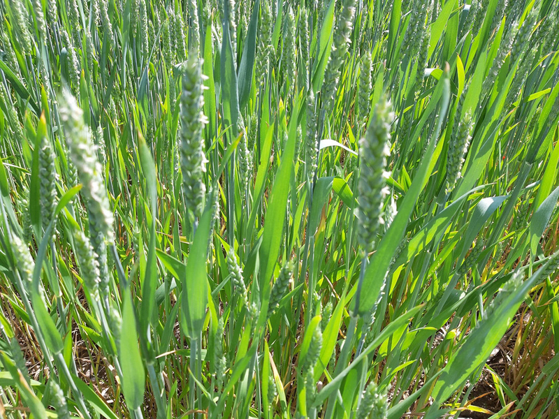 Pšenica koja se proizvede u Jablaničkom okrugu pokriva potrebe oko 195000 stanovnika