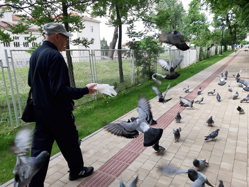 Divlji golubovi pomogli Branislavu da ozdravi
