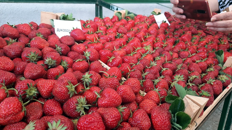 Karađorđevac, selo u kojem je gajenje jagoda porodični posao