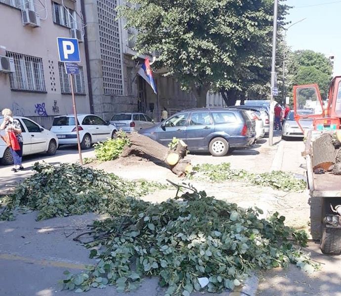 Još jedna stara lipa nestala iz drvoreda u centru Leskovca