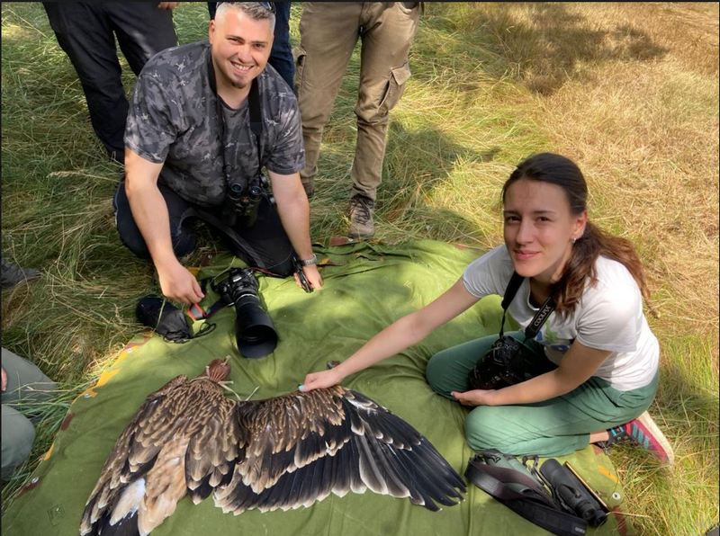 Dva mladunca orla krstaša po prvi put su obeležena satelitskim odašiljačima u Srbiji