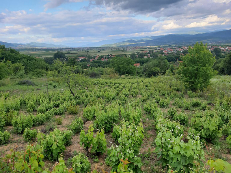 Slavoljub Ljubić sa ljubavlju neguje vinograd star više od 100 godina