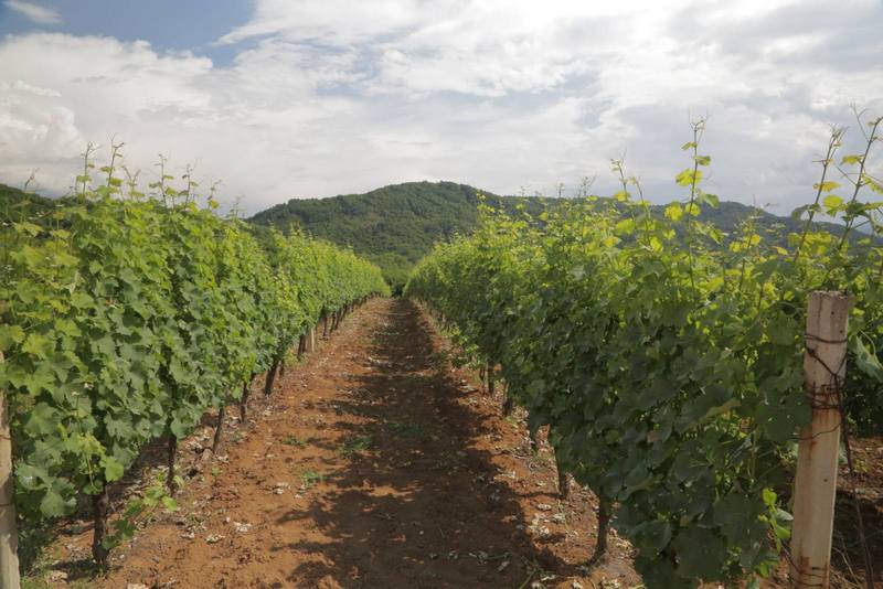 Na prodaju vinograd u Nišu – Početna cena 10,25 miliona dinara