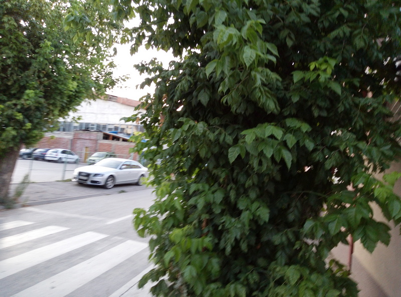 Krošnje drveća preko puta Milenkovih sasušenih puzavica zaklanjaju vidik vozačima