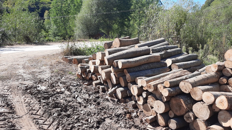 Uhapšena četvorica mladića zbog šumske krađe