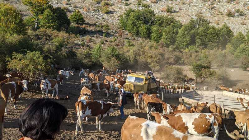 Dveri: Žedna stoka i konji na Suvoj planini umiru zbog nebrige vlasti za selo i stočarstvo