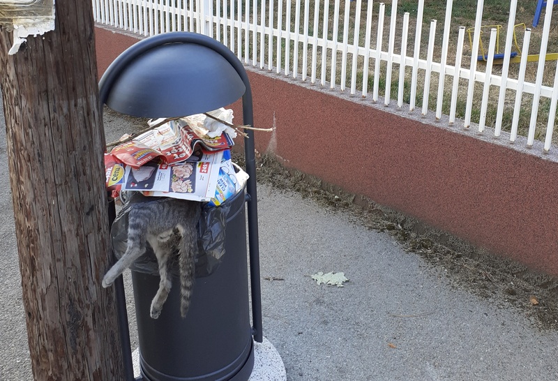 Mrtva mačka u kanti za đubre ispred vrtića (fotografija uznemiravajuća)
