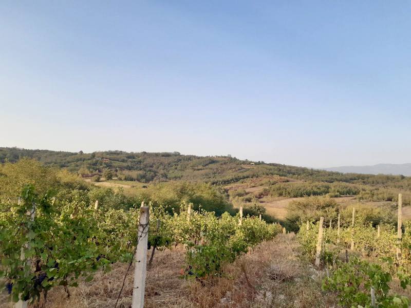 Poziv vinogradarima da do 15. novembra registruju svoje parcele