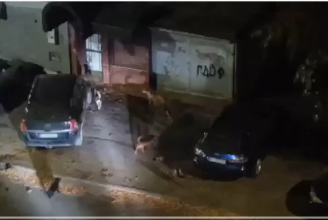 Desetak pasa lutalica nasrnulo na decu u centru Leskovca (video)