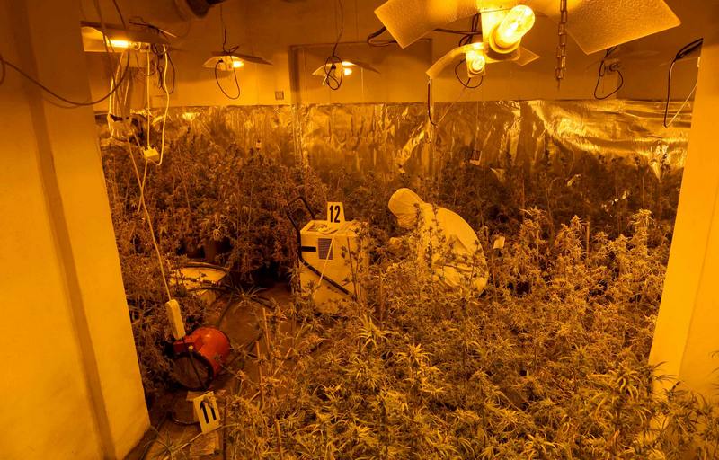 Kod Niša otkrivena laboratorija za uzgoj marihuane, uhapšeno sedam osoba