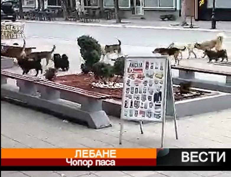 Kada se čopor pasa u centru Lebana umnoži, liferuje se u selo prema Kosovu gde PODIVLJA I KIDIŠE NA MEŠTANE