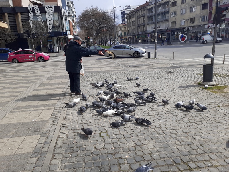 Priča o jednom gospodinu iz Leskovca i golubovima