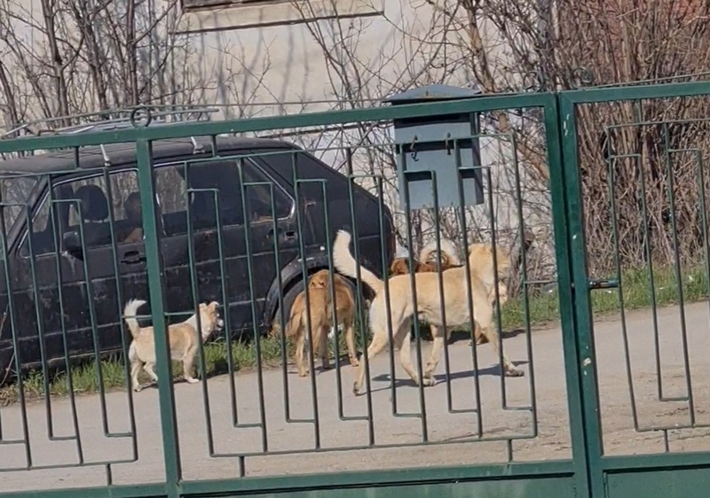 Zbog čopora pasa u blizini škole meštani sela Oraovica zabrinuti za bezbednost svoje dece