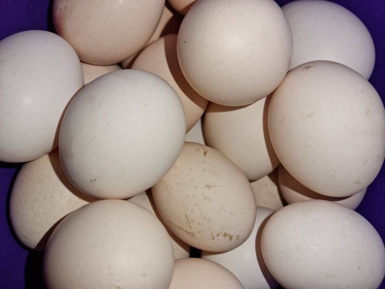 Jaja u Srbiji više poskupela nego EU
