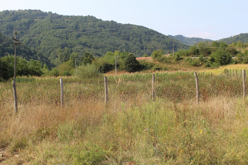 Lovište Lužnica u opštini Vlasotince područjem zaraženim afričkom kugom kod divljih svinja