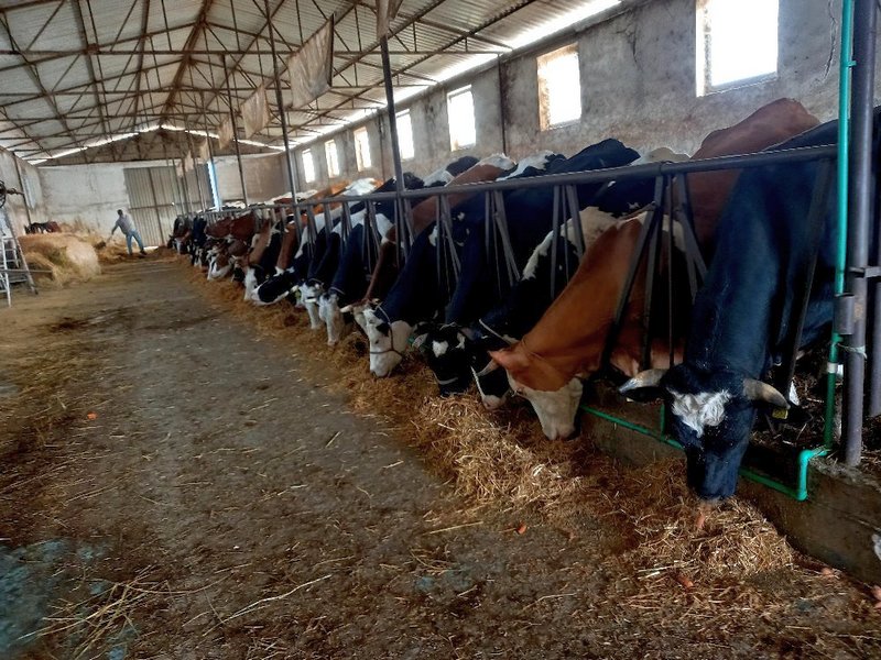 Raspisan Javni poziv za subvencije za krave i uzgoj teladi