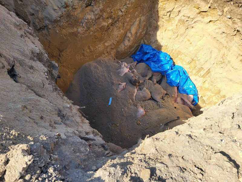 Kolicija „Niš, moj grad“ protiv groblja uginulih svinja od afričke kuge na obodu grada