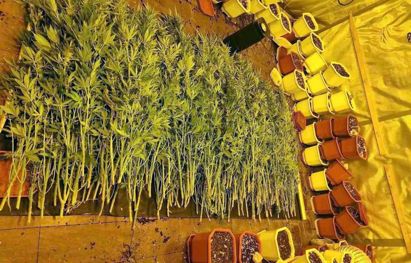 U laboratoriji Nišlije pronađeno 120 kilograma kanabisa i četri kilograma marihuane