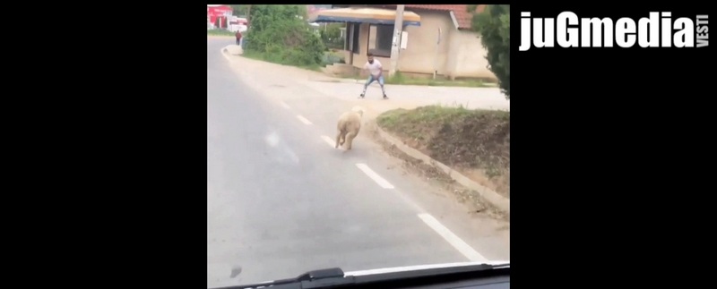 Trka između „đurđevdanskog jagnjeta“ i domaćina (video)