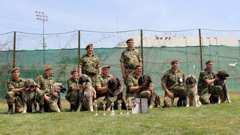 Službeni psi Vojske Srbije osvojili 7 priznanja na takmičenju u Nišu