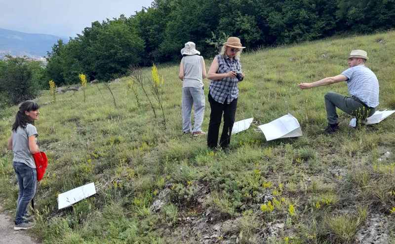 Istraživanja na Staroj planini o lekovitom i aromatičnom bilju